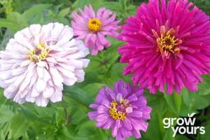 Zinnia ‘Cactus Flowered Mix’