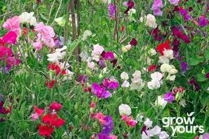 Sweet Pea ‘Knee High Mix’