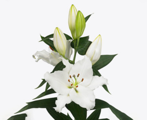 Bulbs: White Passion