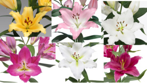 Bulbs: Mixed Oriental Lily Bulbs