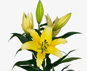 Bulbs: Yellow Strike