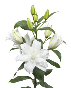 Bulbs: Double White Tornado