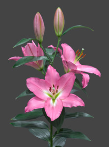 Bulbs: Saloniki Zanlorniki