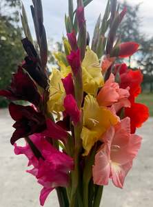 Mixed Gladioli Corms