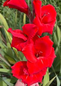 Bulbs: Oscar Gladioli Corms