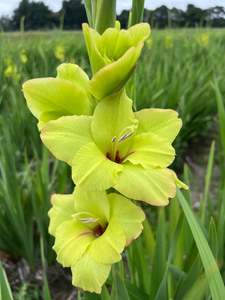 Bulbs: Prima Verde Gladioli Corms