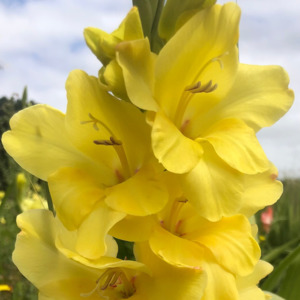 Charisma Gladioli Corms