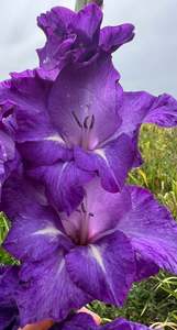 Gladiolus: Royal Velvet