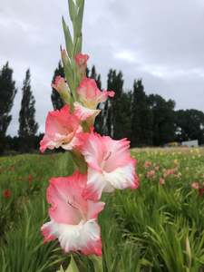 Gladiolus: Pink Lady