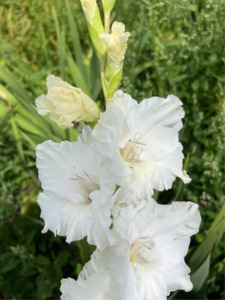 Alexander The Great Gladioli