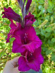 Gladiolus: Plum Tart