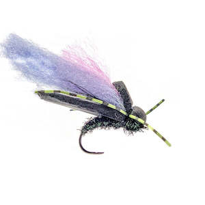 Category Three: Category 3 Woomfah Black (1/2 DOZEN)