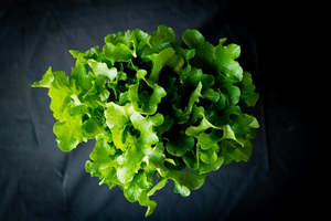 Lettuce - Fancy green (Rētuhi - Kākāriki)