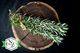 Herb - Rosemary