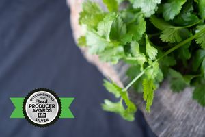 Herb - Coriander