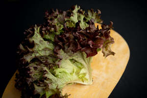 Lettuce - Fancy red (Rētuhi - Whero)