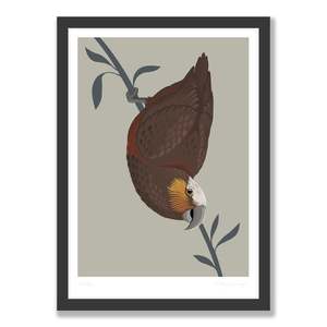 New Zealand Wildlife Fine Art Prints: Kaka