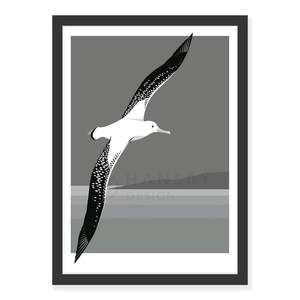 New Zealand Wildlife Fine Art Prints: Antipodean Albatross