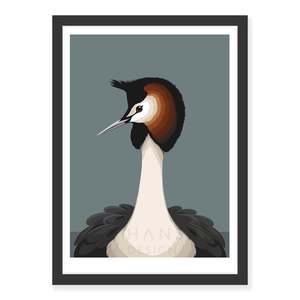 New Zealand Wildlife Fine Art Prints: Australasian Grebe