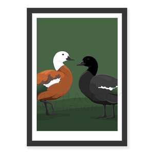 Paradise Shelduck art print