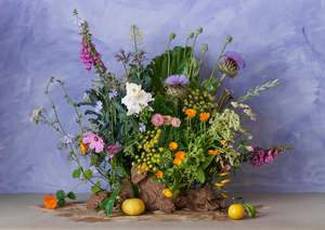 Organic Garden Culy X Hapi colab