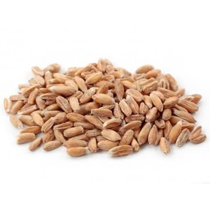 Spelt Grain (whole kernel, hulled, organic, NZ) - 25kg