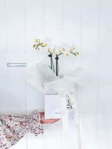 Plants: Mini Phalenopsis Orchid