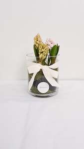 Plants: Hyacinth Plant in Glass Vase