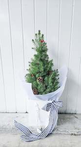 Plants: Miniature Christmas Tree Boxed
