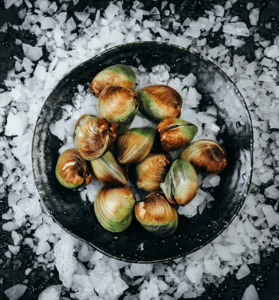 Littleneck Clams Live 1 kg