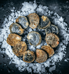 Bluff Oysters Live 1 Dozen