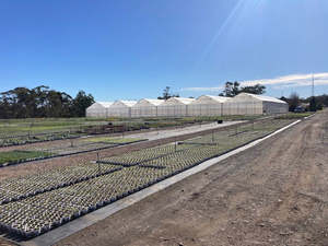 Commercial Greenhouses: Super MaxiSpan