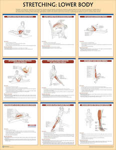 Stretching Anatomy Poster Set