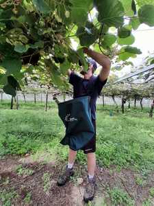 Frontpage: KF 1 Male Kiwifruit Picking Bag