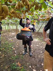 Kiwifruit: YieldLux Kiwi Fruit Picking Bags c/w Ergo Harness