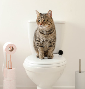 CatGuard – Enzymatic Cat Urine & Odour Remover Spray Hasan Cosmetics New Zealand