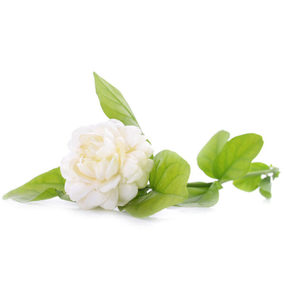 Products: Arabian Jasmine Essential Oil Hasan Cosmetics New Zealand