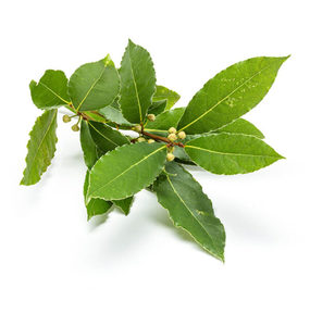 Bay Laurel Essential Oil Hasan Cosmetics New Zealand