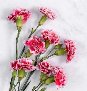 Products: Carnation Essential Oil Hasan Cosmetics New Zealand