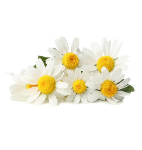 Chamomile German Essential Oil Hasan Cosmetics New Zealand