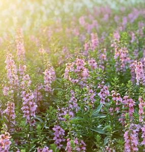 Clary Sage Essential Oil Hasan Cosmetics New Zealand
