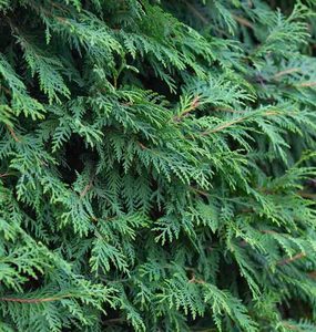 Cypress Essential Oil Hasan Cosmetics New Zealand