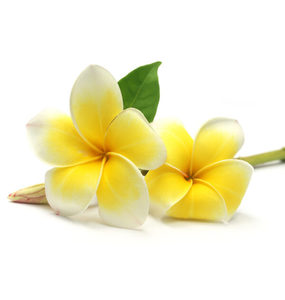 Frangipani Essential Oil Hasan Cosmetics New Zealand