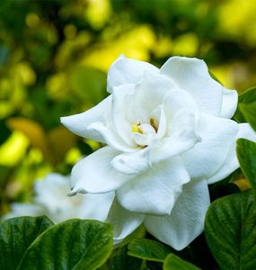 Products: Gardenia Essential Oil Hasan Cosmetics New Zealand