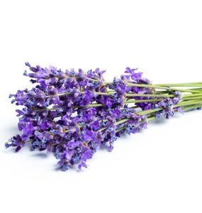 Products: Lavender Essential Oil Hasan Cosmetics New Zealand