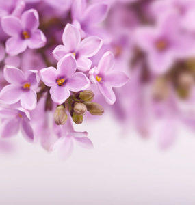 Products: Lilac Essential Oil Hasan Cosmetics New Zealand