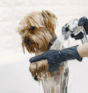 PawGlow Soap-Free Dog Shampoo Hasan Cosmetics New Zealand