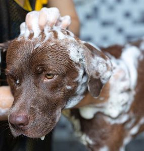 Products: PetBar Soap Bar Hasan Cosmetics New Zealand