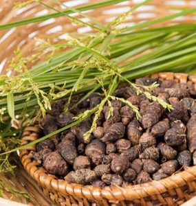 Products: Nagarmotha Essential Oil Hasan Cosmetics New Zealand