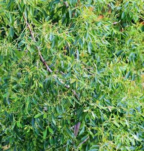 Products: Tea Tree Essential Oil Hasan Cosmetics New Zealand